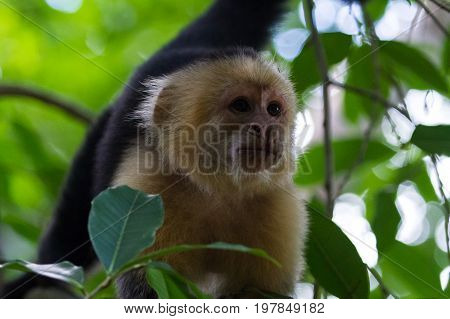 White-headed Capuchin - Cebus Capucinus