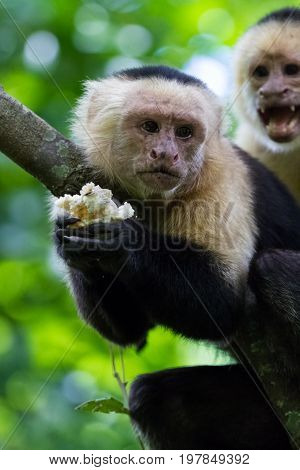 White-headed Capuchin - Cebus Capucinus