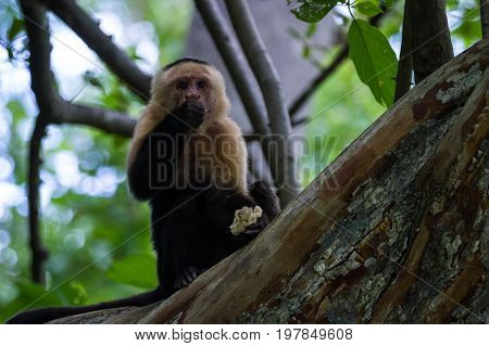 White-headed Capuchin - Cebus Capucinus