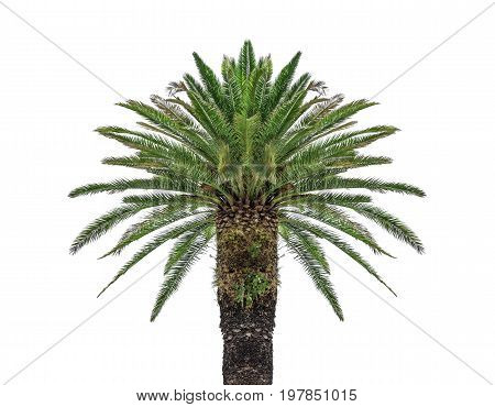 Coconut palm tree isolated on white background.