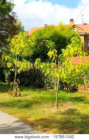 Cigar Tree (catalpa Bignonioides) In The  Park