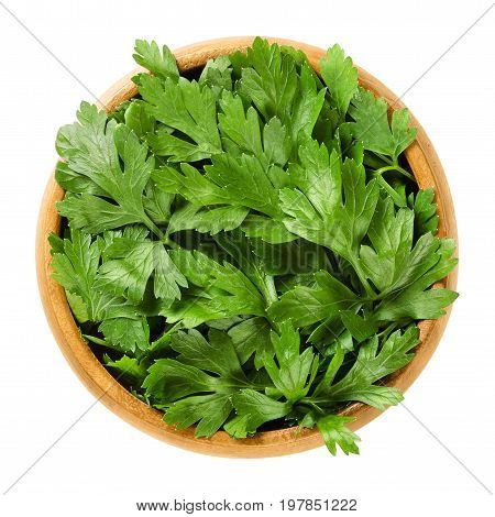 Fresh flat leaf parsley in wooden bowl. Green leaves of Petroselinum crispum, used as herb, spice and vegetable. Isolated macro food photo close up from above on white background.