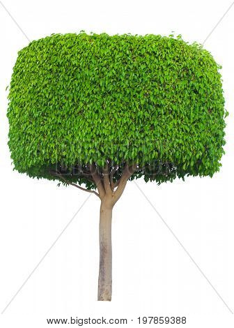 isolated tree on the white baskgrounds