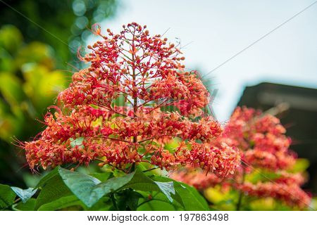 Pagoda flower is herbaceous with a medium shrub. Found in flood or water. The trunk is underground. The stalks are parallel to the ground flowering all year round.