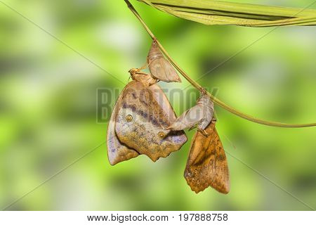 Emerging Of Common Duffer Butterfly ( Discophota Sondaica Boisduval ) From Chrysalis And Mature Pupa