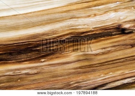 Detail of a tree trunk. Chopped wood (background)