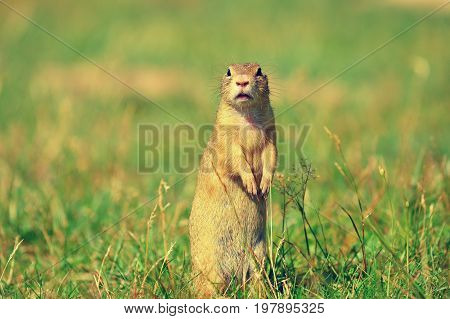 Ground Squirrel Hold Some Corns In Front Legs And Feeding. Small Animal Sitting Alone In  Grass.