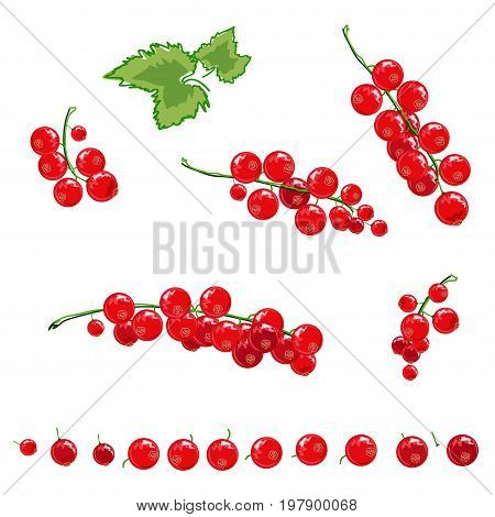Grapes of red currants. Color vector set. Illustration.