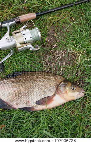 Close Up View Of Big Freshwater Common Bream And Fishing Rod With Reel On Natural Background..