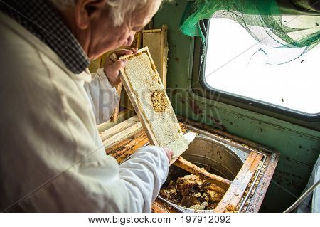 The beekeeper separates the wax from the honeycomb frame. A special knife for separating the wax from the frame with honey