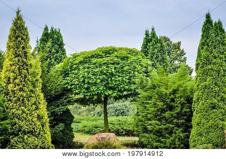 Intense green garden. Ornamental plants in the city.