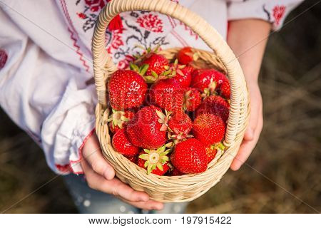 Closeup of woman's hands holding basket with organic garden summer strawberry berries. Healthy lifestyle and healthy eating. Vegetarian snack.Fruit and berries.