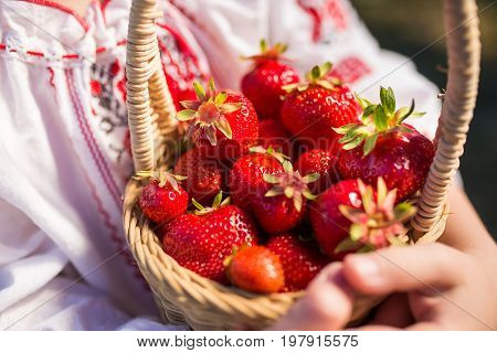 Closeup of woman's hands holding basket with organic garden summer strawberry berries. Healthy lifestyle and healthy eating. Vegetarian snack.Fruit and berries.