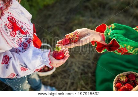 Closeup of woman's hands holding basket with organic garden summer strawberry berries. Healthy lifestyle and healthy eating. Vegetarian snack.Fruit and berries.