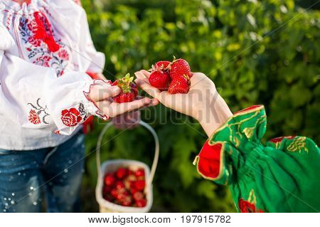 Closeup of woman's hands holding basket with organic garden summer strawberry berries. Healthy lifestyle and healthy eating. Vegetarian snack.Fruit and berries.