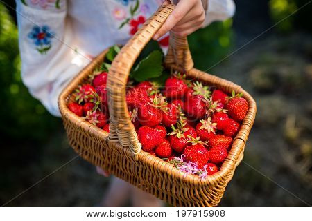 Closeup of woman's hands holding basket with organic garden summer strawberry berries. Healthy lifestyle and healthy eating. Vegetarian snack.Fruit and berries.
