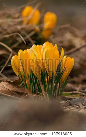 Blossom of Crocus Fuscotinctus on the field