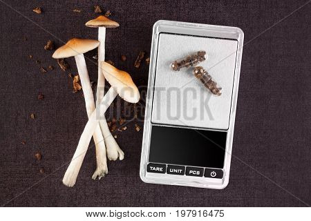 Magic mushroom in microdose capsules and digital scale fresh magic mushrooms from above. Psilocybe mushrooms. Alternative medicine.
