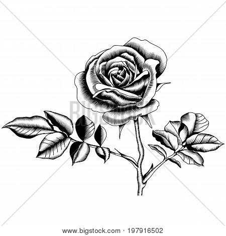Rose flower, blossom rose flower, drawn rose flower, monochrome rose flower, decoration rose flower. Vector.