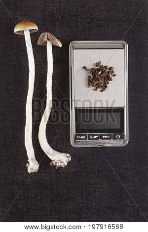 Fresh and dried psilocybin mushroom on digital pocket scale on black background top view. Psychedelic therapeutic use.
