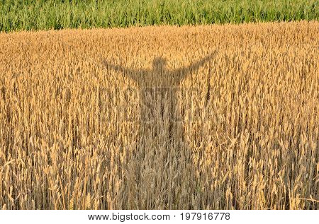 Silhouette enjoying the crop. Shadow of a man with his hands raised on a grain field.