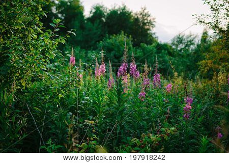 Field With Flowering Onagraceae