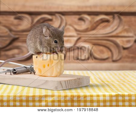 Mouse cheese trap close up background nobody isolated