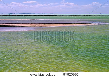 Green salt pool in Rio Lagartos Mexico