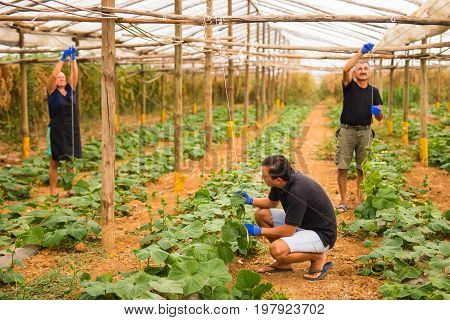Farming, Gardening, Agriculture And People Concept - Family Business. Family Working Together In Gre