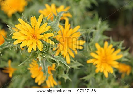 Details of the blooming golden thistle flowers
