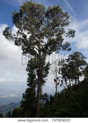 Views of Coakers Walk in Kodaikanal, India