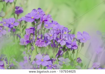 Purple Aubrieta Flowers. Purple  Spring Flowers In The Garden