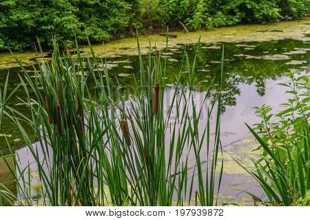 Delaware Canal Towpath and bulrush Historic New Hope PA USA
