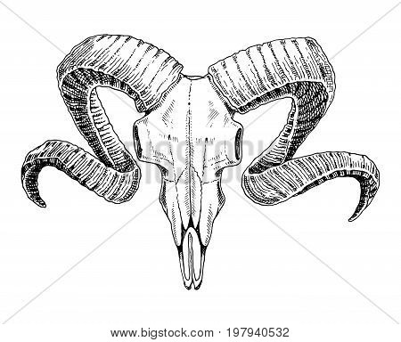 biology or anatomy illustration. engraved hand drawn in old sketch and vintage style. skull or skeleton silhouette. ram or sheep and mutton. Animals with horns