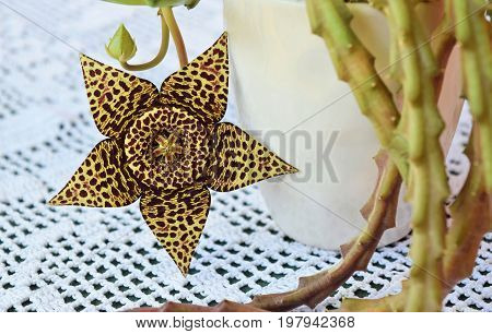 Exotic starfish cactus flower in all its beauty