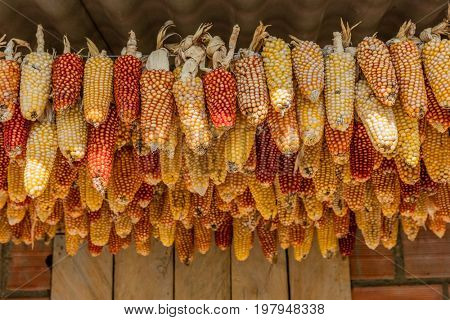 Cereals Corns harvest  drying Caldas in Colombia South America