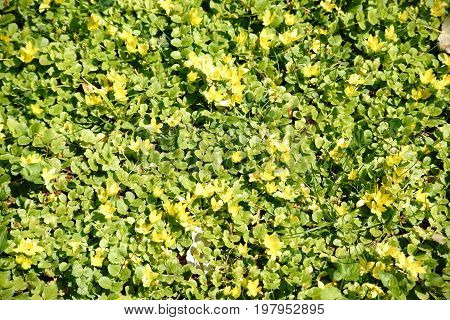 The top view of a wild meadow with the yellow flowers of the moneywort Lysimachia nummularia.