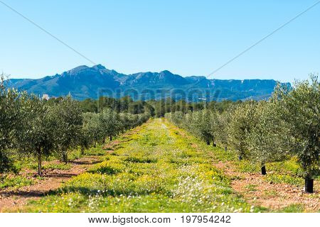 Olive Trees In A Row On Plantation In Tarragona, Catalunya, Spain. Space For Text. Copy Space For Te