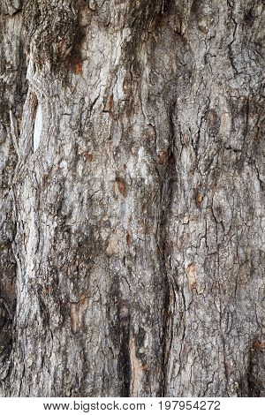 Close up of tree trunk surface bark texture background