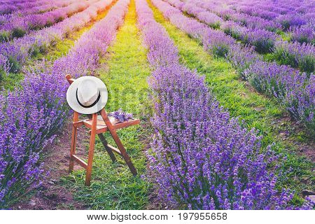 A chair with a hanged over hat an open book and a bunch of lavender flowers between the blooming lavender rows under the summer sunset rays. Dream and relax concept.