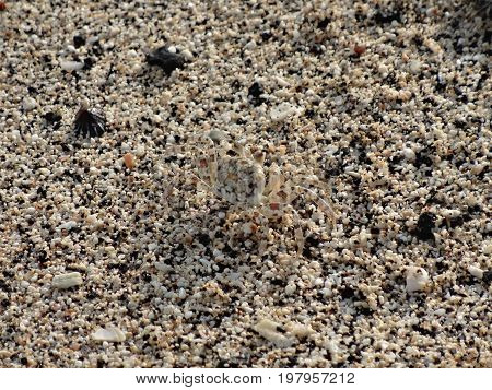 Sand crab hidden in the multi-color sandy beach of Hawaii.