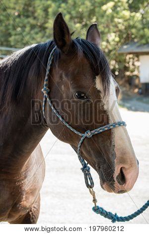 Brown and white quarter horse head close up.