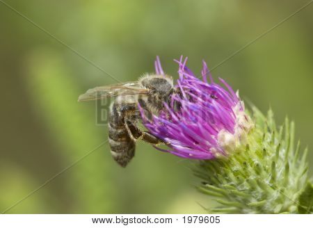 Busy Bee