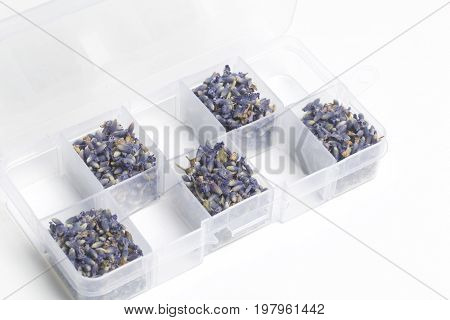 Dried Flowers Of Lavender. The Cells Of The Container Are Filled With Dried Lavender Inflorescences
