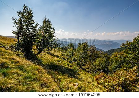 forest around the meadow on a steep mountain