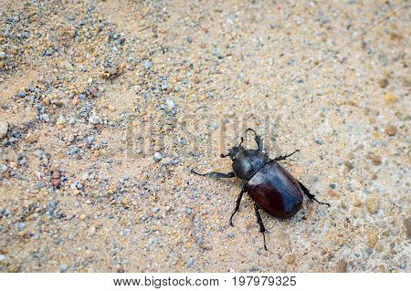 Big Dark Brown Beetle On Ground