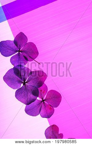 froral composition