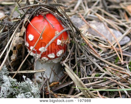 Agaric