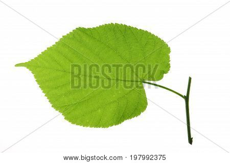 Linden leaf isolated against white background (Tilia)
