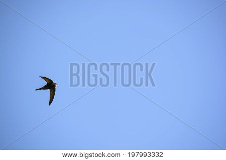 Common swift or Apus apus flying in air against blue sky background